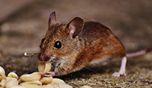 24 Hour & Emergency Exterminators in Robinson, SC